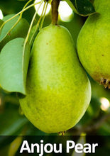 Load image into Gallery viewer, 3-in-1 Pear Tree