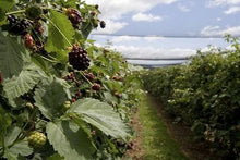 Load image into Gallery viewer, Boysenberry Bush - Thornless