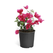 Load image into Gallery viewer, Barbara Karst Bougainvillea