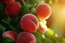 Load image into Gallery viewer, Elberta Peach Tree