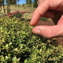 Load image into Gallery viewer, Micron® Holly Shrub