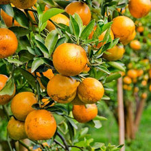 Load image into Gallery viewer, Blood Orange Tree