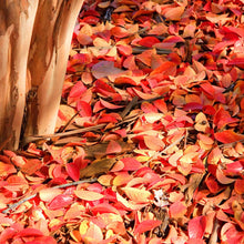 Load image into Gallery viewer, Muskogee Crape Myrtle Tree