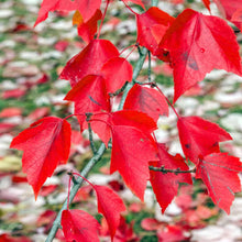 Load image into Gallery viewer, Red Sunset Maple Tree
