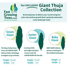Load image into Gallery viewer, Baby Giant Arborvitae Tree