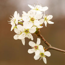 Load image into Gallery viewer, Yellow Delicious Apple Tree