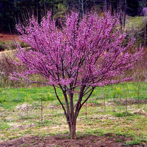 Ace of Hearts Redbud Tree