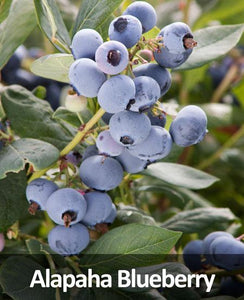 3-in-1 Blueberry Bush (Southern Highbush)