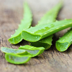 Aloe Vera Plant