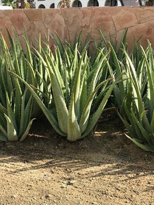 Aloe Vera Plant