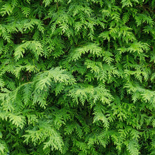 Load image into Gallery viewer, American Arborvitae
