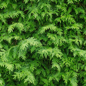 American Arborvitae