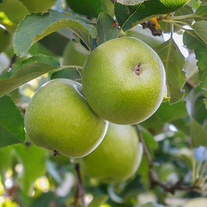 4-in-1 Apple Surprise Tree