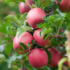 4-in-1 Apple Surprise Tree