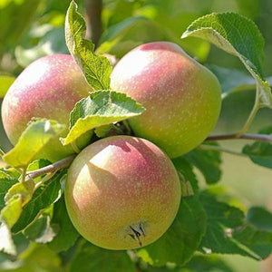 3-in-1 Apple Surprise Tree