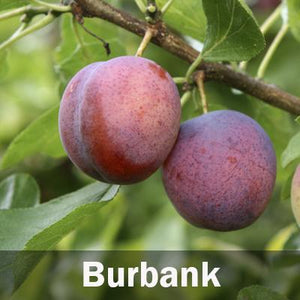 4-in-1 Plum Tree