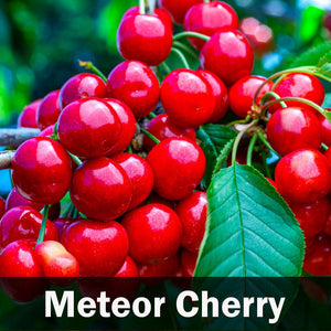 4-in-1 Cherry Tree