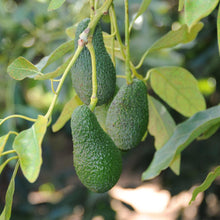 Load image into Gallery viewer, Condo™ Avocado Tree
