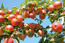 Load image into Gallery viewer, Gala Apple Tree - USDA Organic
