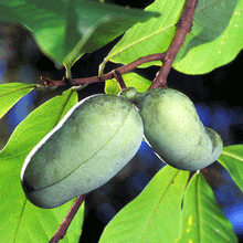 Load image into Gallery viewer, Paw Paw Tree
