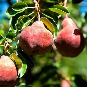 5-in-1 Pear Surprise Tree