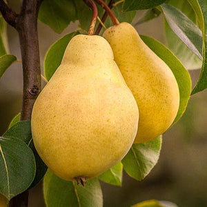 4-in-1 Pear Surprise Tree