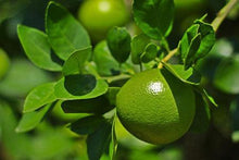 Load image into Gallery viewer, Persian 'Bearss' Lime Tree - USDA Organic
