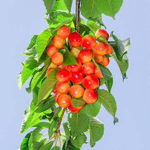 Rare Royal Ann CHERRY Fruit Tree 2,6 Or10 Seeds-great for Growing Indoors  in a Pot-very Sweet fresh Harvested in Our Us Farmships Same Day 