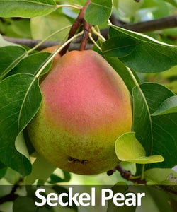 3-in-1 Pear Tree