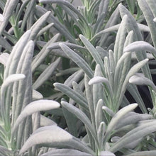 Load image into Gallery viewer, Sensational™ Lavender Plant
