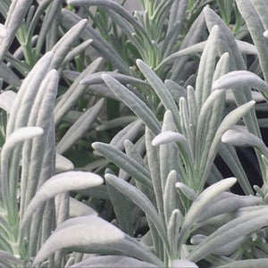 Sensational™ Lavender Plant