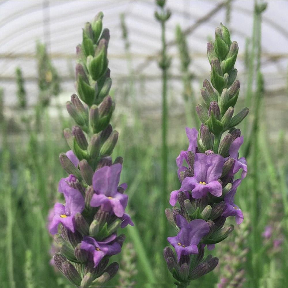 is lavender a fast growing plant Sensational™ Lavender Plant – fast-growing-trees2s.com