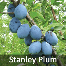 Load image into Gallery viewer, 4-in-1 Plum Tree
