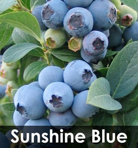 3-in-1 Blueberry Bush (Northern Highbush)