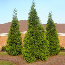 Load image into Gallery viewer, Thuja Green Giant
