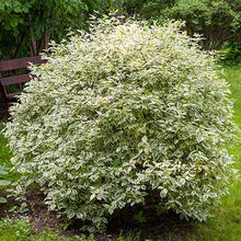 Load image into Gallery viewer, Touch of Elegance™ Dogwood Shrub

