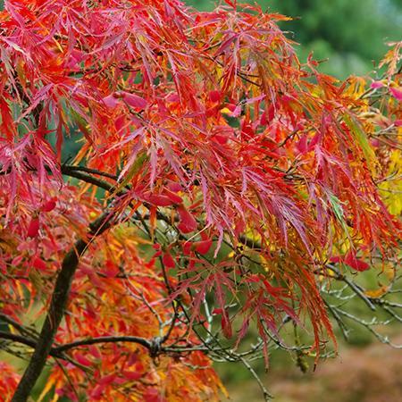 Weeping Japanese Maple 'Viridis' Tree – fast-growing-trees2s.com