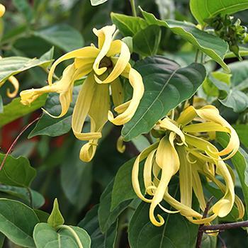 Ylang Ylang Tree – fast-growing-trees2s.com